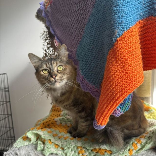 Photo of Reva *9 Lives Project Rescue*