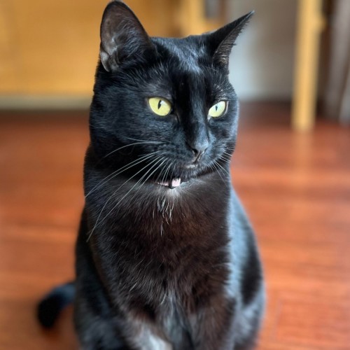 Mumma Bunjil **2nd Chance Cat Rescue**