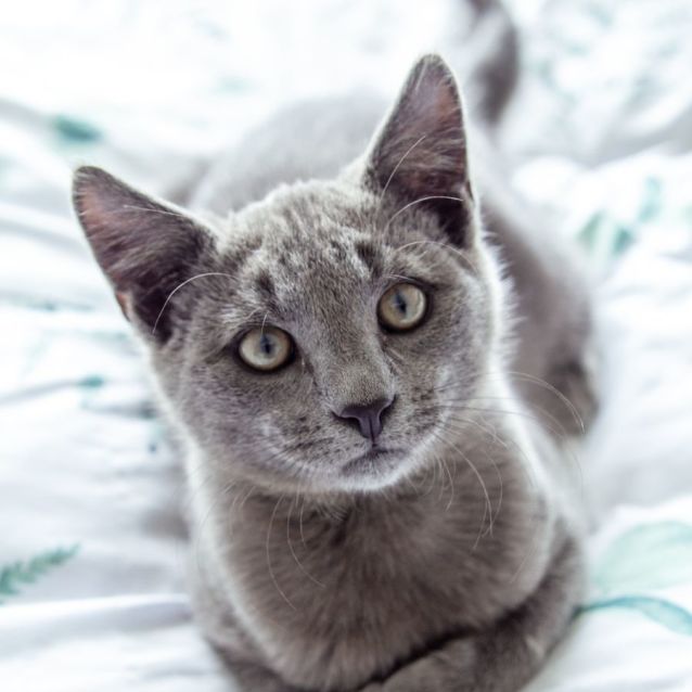 Photo of Marshmellow