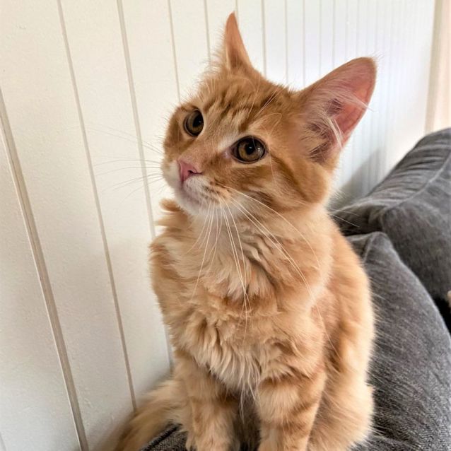 Photo of Cairo ^^Dandy Cat Rescue^^