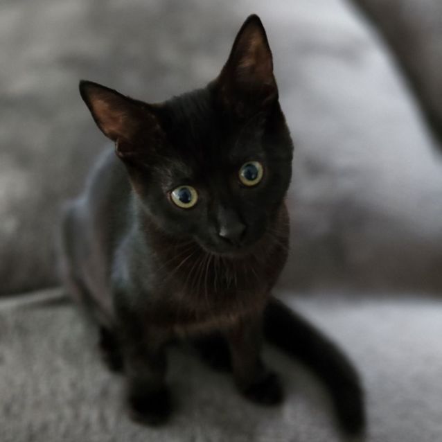 Photo of Rastas ^^Dandy Cat Rescue^^