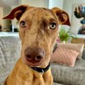 Photo of Peaky