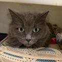 Photo of Gizmo