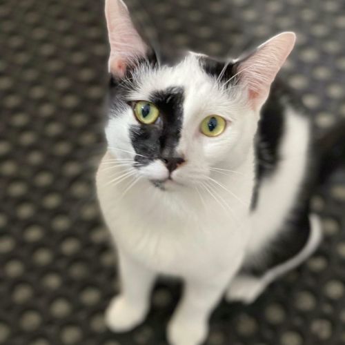 Domino