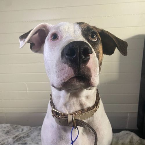 Ripley ~ 6mo Bull Arab X (On Hold 16/5 Trial Pend)