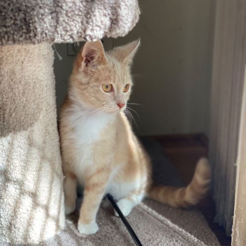 Milo