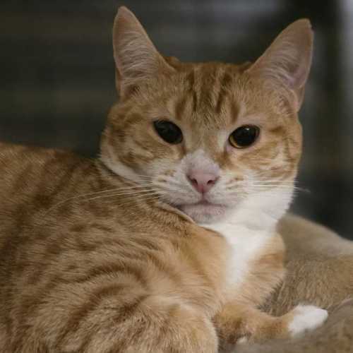 Clawdette ** 2nd Chance Cat Rescue**