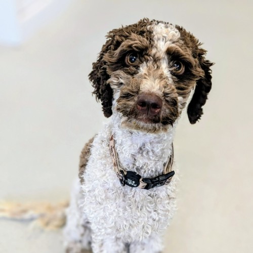 🥨 Reggie 6053 🥨