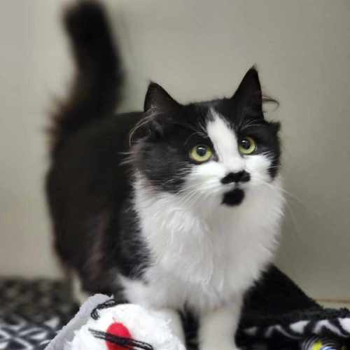 🍟 Pringle 5997 🍟