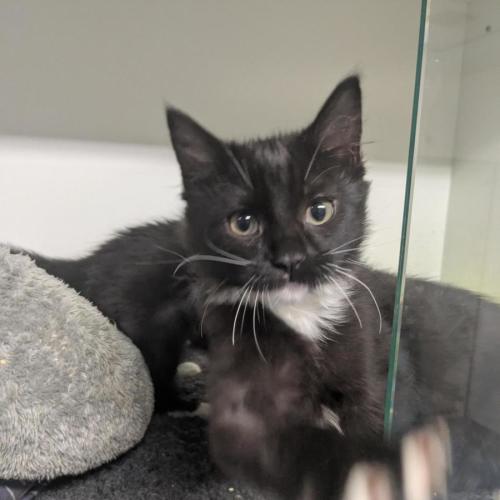 🍿 Pokey 7007 🍿