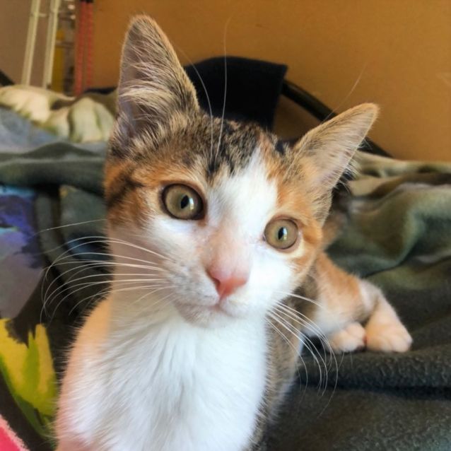 Photo of Cherub ^^Dandy Cat Rescue^^