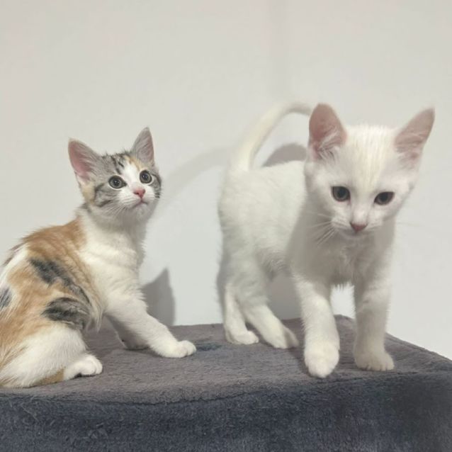Photo of Maple