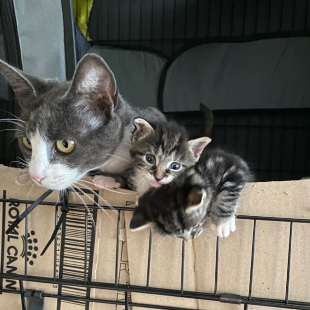 Photo of Chippy 🌸🌸