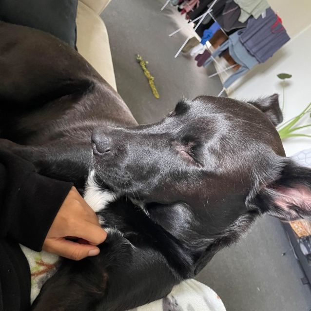 Grillz Medium Male Border Collie Mix Dog in VIC PetRescue