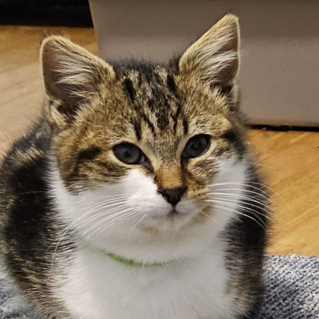 Photo of Merlot ^^Dandy Cat Rescue^^