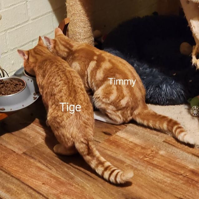Photo of Tige & Timmy