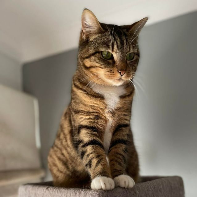 Photo of Beanie 🌺