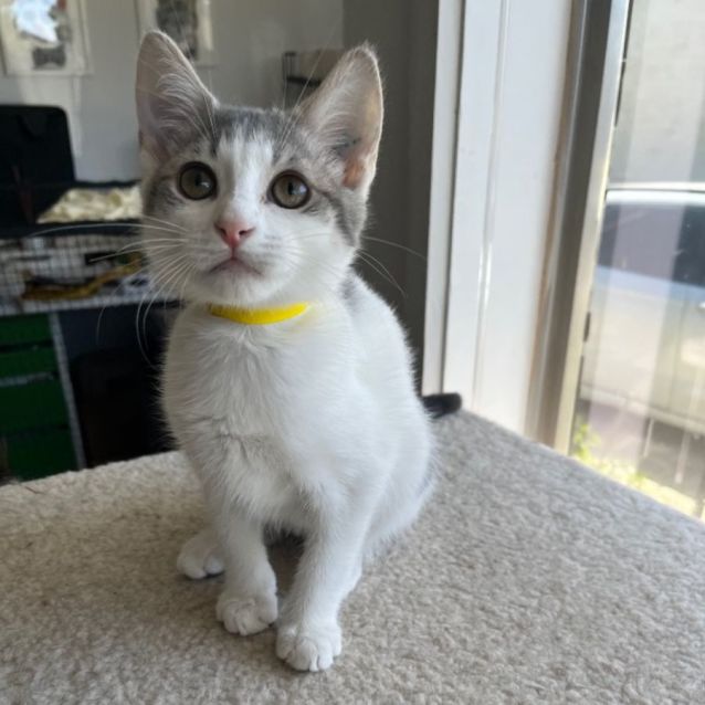 Photo of Mabel *9 Lives Project Rescue*