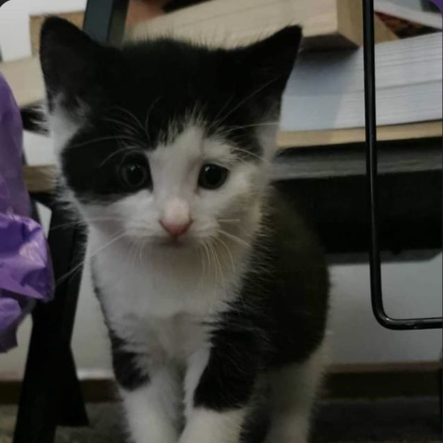 Photo of Ace & Aria 🌸