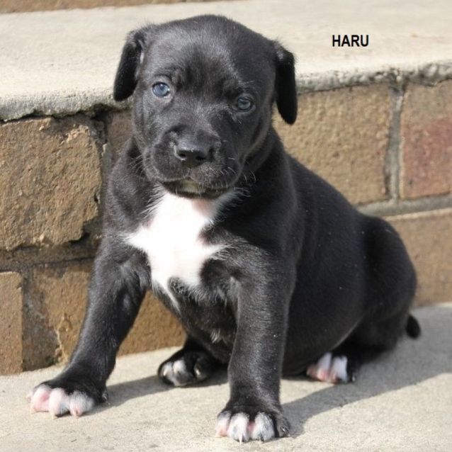 Photo of Haru