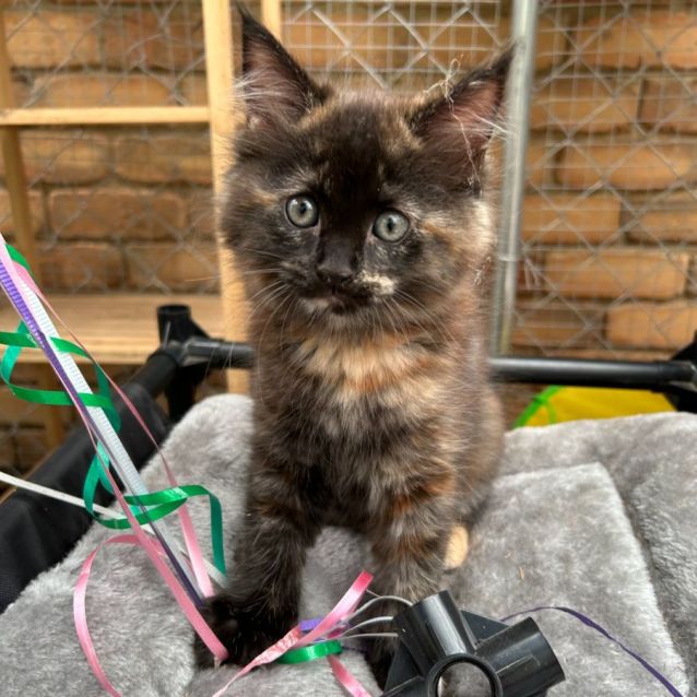 Photo of Chino (Located In Rowville)