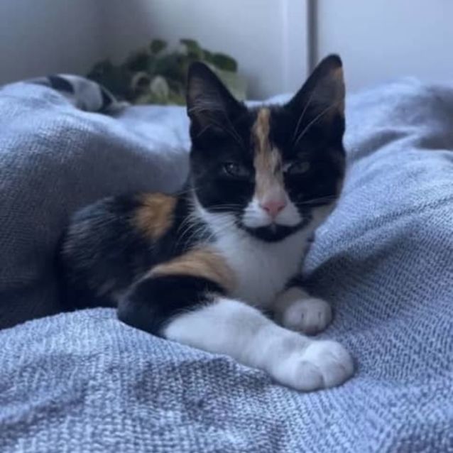 Photo of Marvellous Mindy