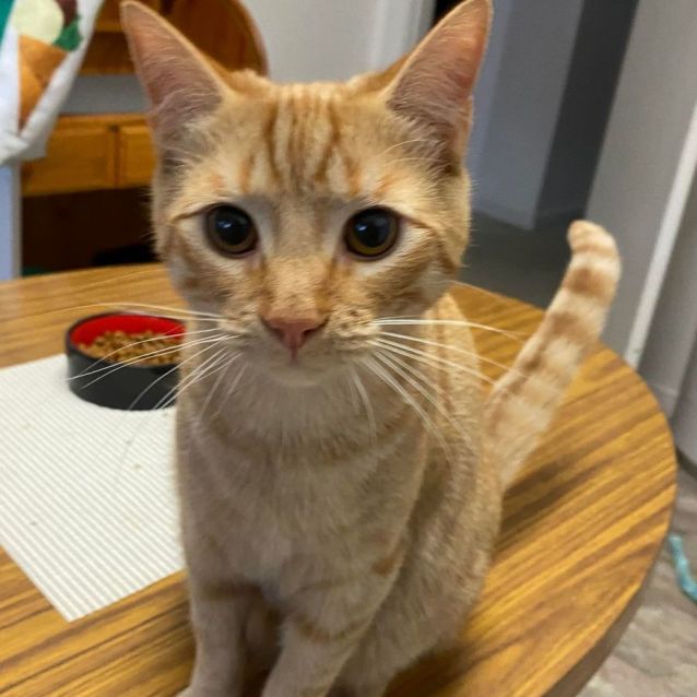 Photo of Butterscotch