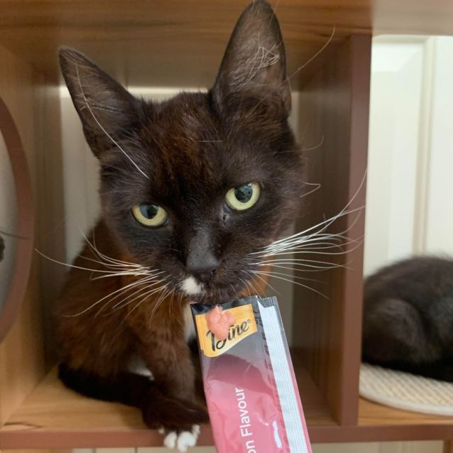 Photo of Poppy *9 Lives Project Rescue*