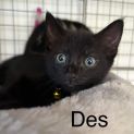 Photo of Des