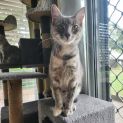 Photo of Pepper