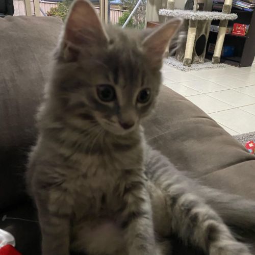 Banjo- 12 Week Old Kitten (on trial 14/01/22)