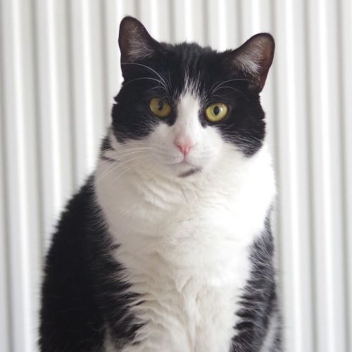 Tigey - Sweet love bug