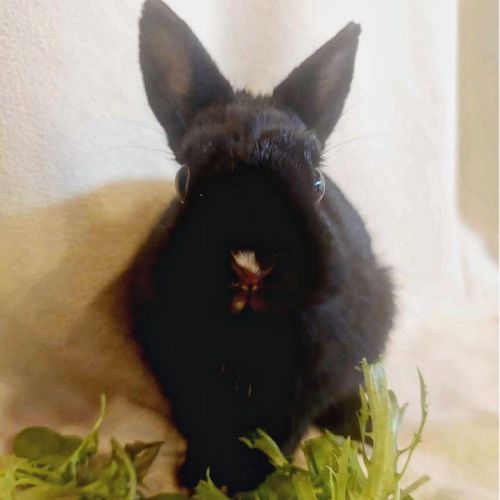 🐰Thor🐰 (Located in Mount Evelyn)