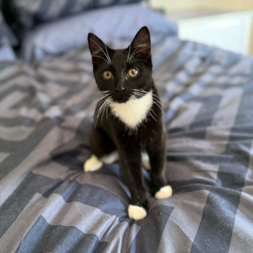 No photo for Squish