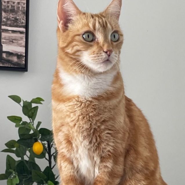 Photo of Marmalade