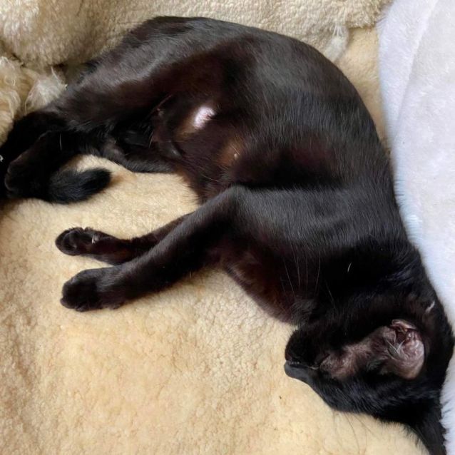 Photo of Ebony