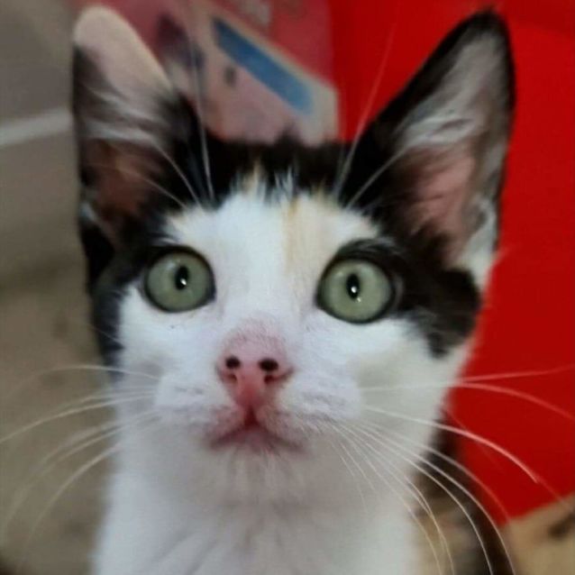 Photo of Star