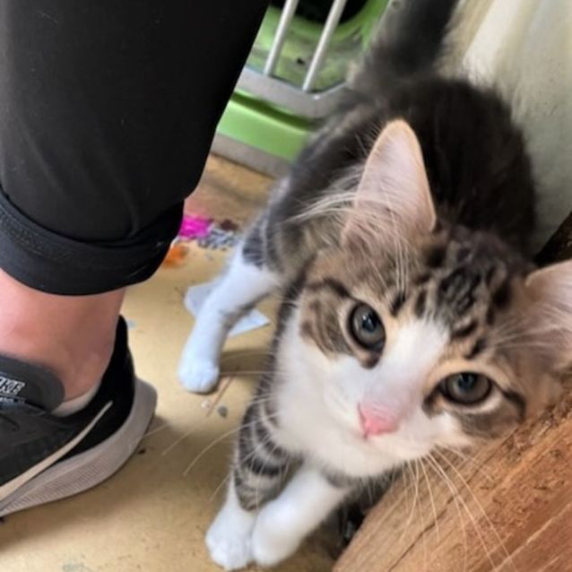 Photo of Queeni ^^Dandy Cat Rescue^^