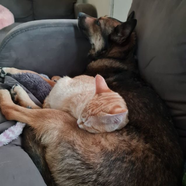 Photo of Meridah & Morris ^^Dandy Cat Rescue^^