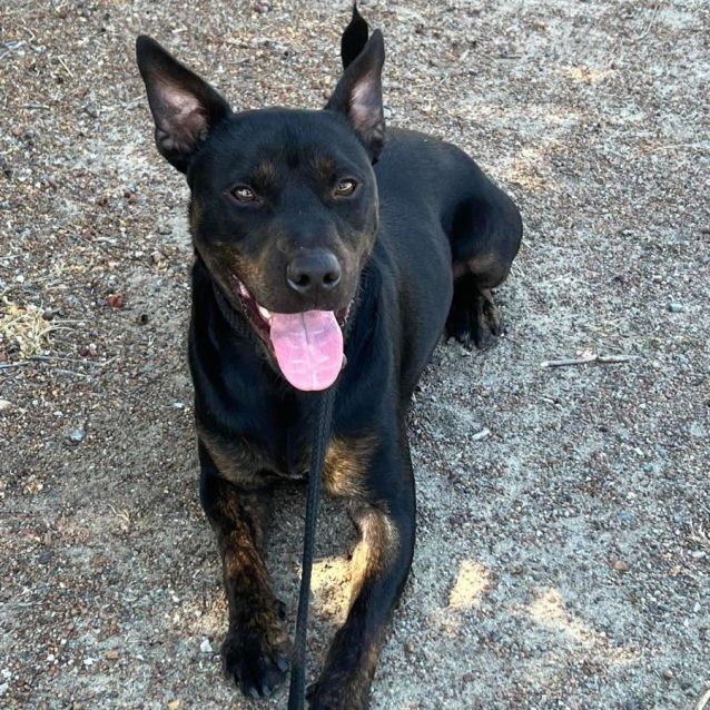 Photo of Hendrix Dl2870