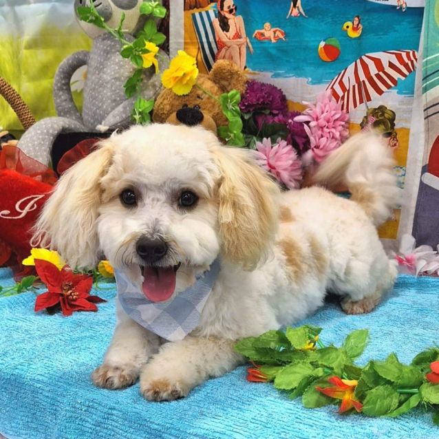 Photo of Teddy