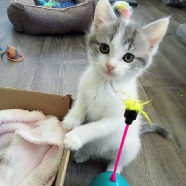 Photo of Guinevere