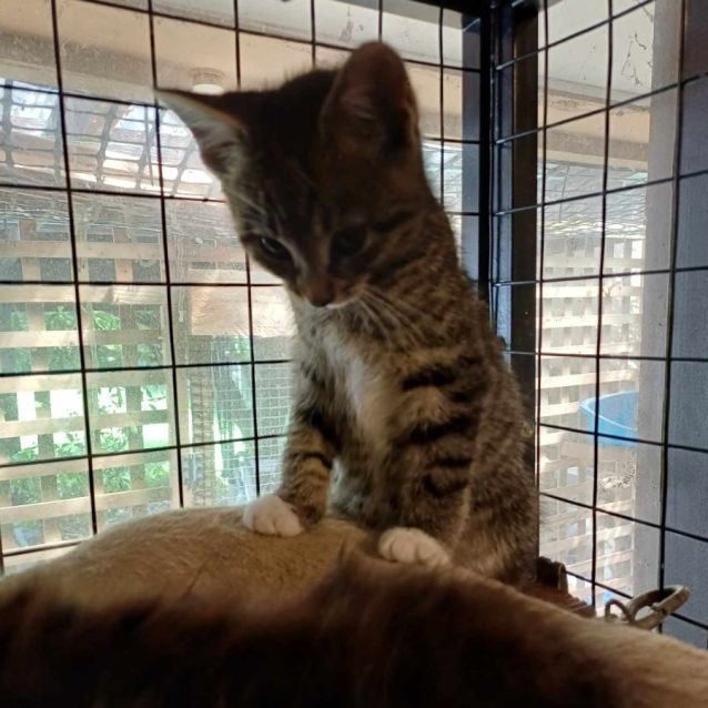 Photo of Punter **2nd Chance Cat Rescue**