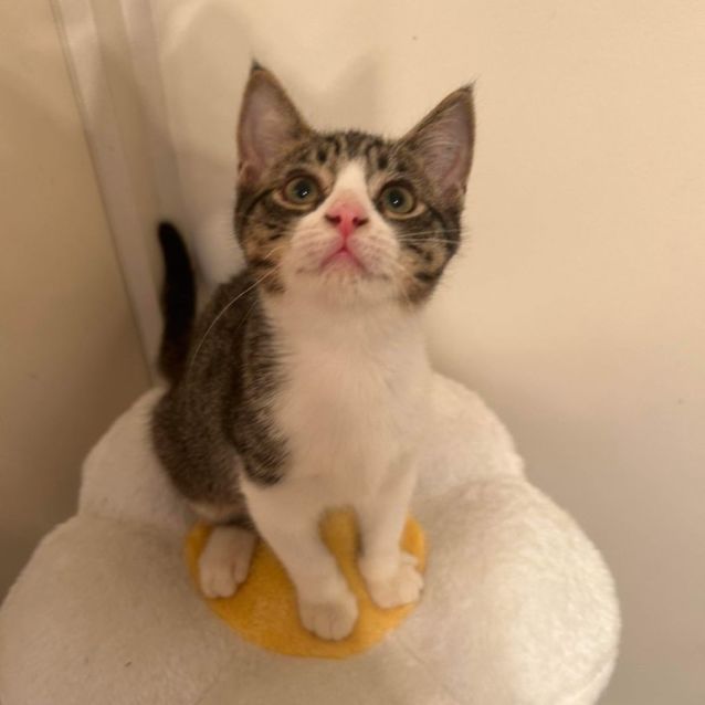 Photo of Cornetto 🍦🍫