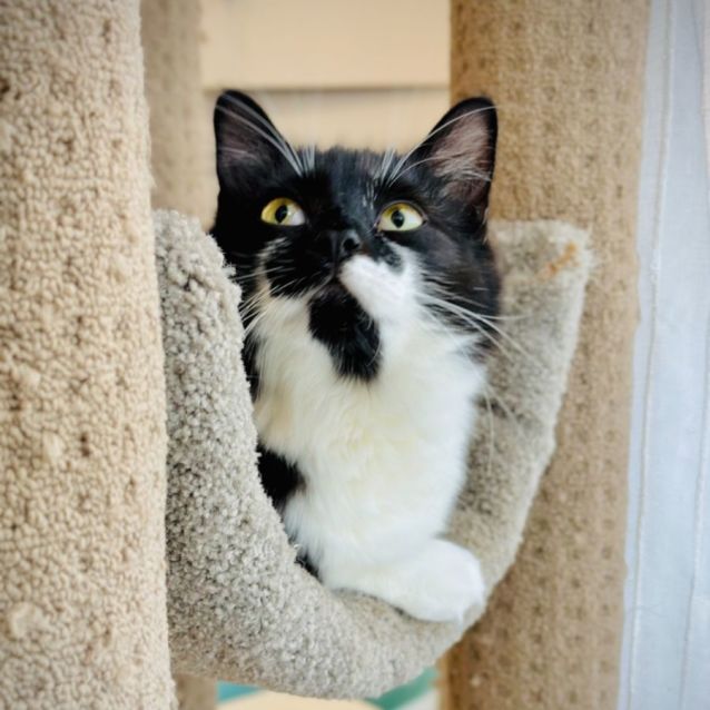 Photo of Tux