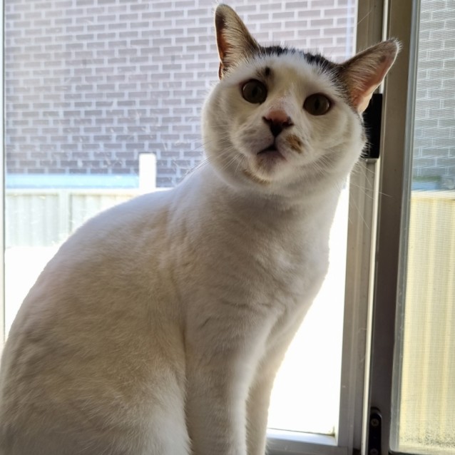Photo of Snowy