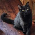 Photo of Sassy