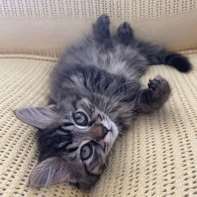 Photo of Mooni (Located In Edithvale)