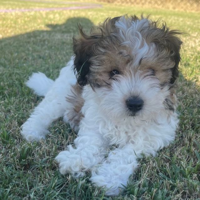 Dior Small Female Maltese x Shih Tzu x Poodle Mix Dog in QLD PetRescue
