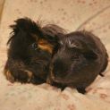 Photo of Spark & Coco